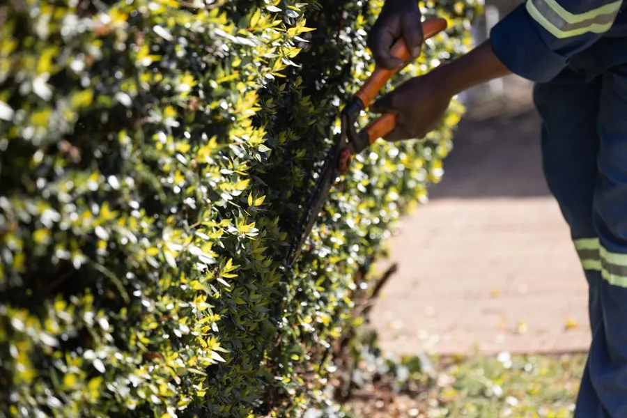 Gardener using shears to trim a green hedge