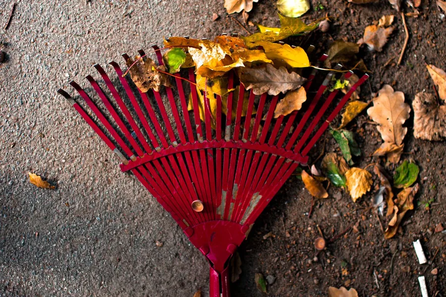 Leaf rake gathering fallen autumn leaves beside a path