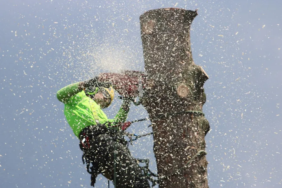 Arborist wearing safety equipment while cutting a tree trunk
